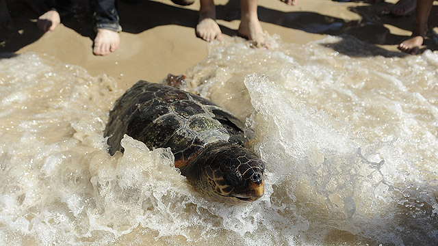 לא רק מתרחצים. צבי ים מוחזר למים בחופי אשקלון (צילום: AFP) (צילום: AFP)