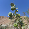 צילום: זיו ריינשטיין