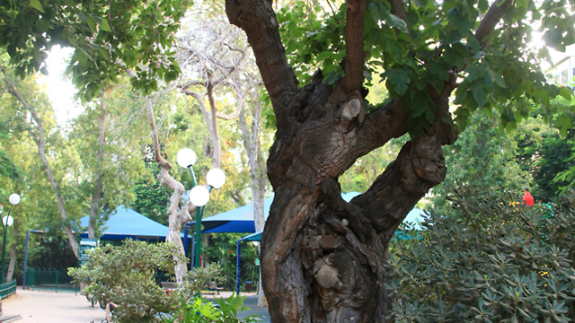 עץ ותיק בתל אביב (צילום: גל חרמוני) (צילום: גל חרמוני)