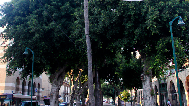 עצים בתל אביב (צילום: גל חרמוני) (צילום: גל חרמוני)