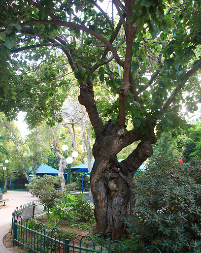 עץ התות בגינת מסטרדם (צילום: גל חרמוני) (צילום: גל חרמוני)