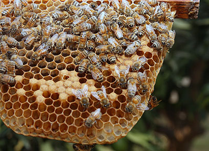 לאן נעלמות הדבורים? השנה ישווקו 1,600 טון דבש בתקופת החגים (צילום: רועי עידן) (צילום: רועי עידן)