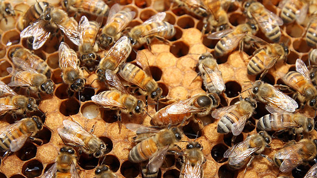 זה הזמן שלהן. דבורים רודות דבש (צילום: רועי עידן) (צילום: רועי עידן)