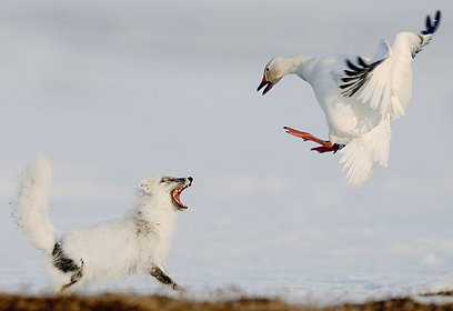 צילום: Sergey Gorshkov - Veolia Environnement Wildlife Photographer of the Year