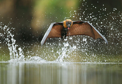 צילום: Ofer Levy -Veolia Environnement Wildlife Photographer of the Year
