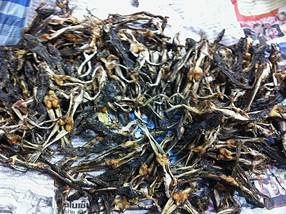 בתאילנד ובסין נוהגים לאכול חרקים (צילום: מכס חיפה) (צילום: מכס חיפה)