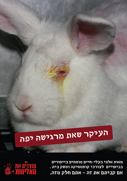 צילום: עוצרים את האלימות