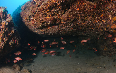 דגי ברקן אדום (צילום: חגי נתיב) (צילום: חגי נתיב)