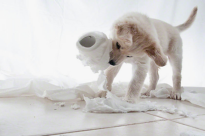 לא כל הכלבלבים אוהבים נייר טואלט (צילום: עידן פרסר) (צילום: עידן פרסר)
