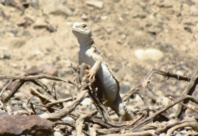 צילום: דני מולכו, רשות הטבע והגנים