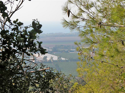 עצי אורן בכרמל (צילום: יאיר זיידנר) (צילום: יאיר זיידנר)