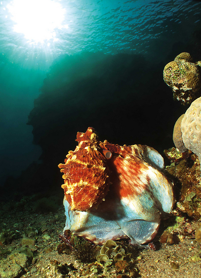 צילום: קרן לוי