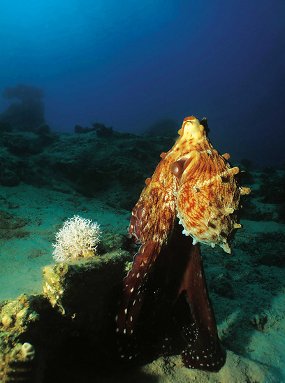 צילום: stephankerkhofs - stock free images & dreamstime stock photos