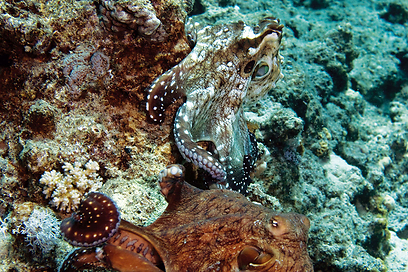 צילום: stephankerkhofs - stock free images & dreamstime stock photos