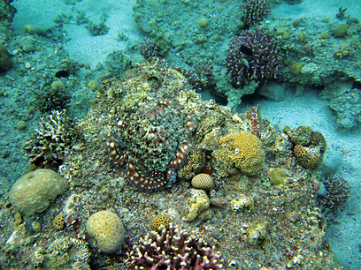 צילום: צביקה (זיגי) לבנת