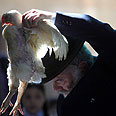 Ultra-Orthodox man performing Kapparot custom in Jerusalem (archives) 