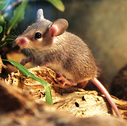 צילום: משה בלנק צילום: משה בלנק