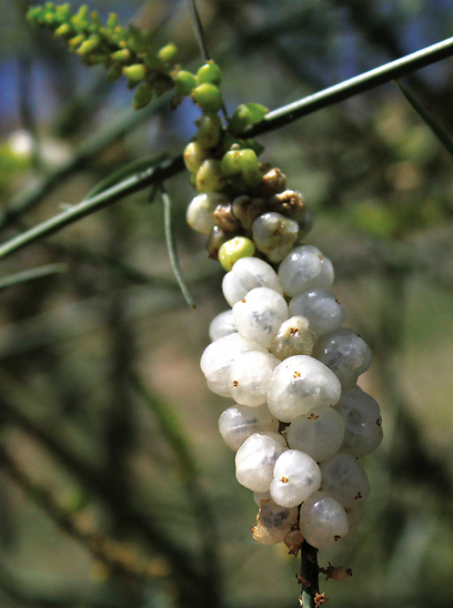 צילום: מיכל סימוני-בלנק צילום: מיכל סימוני-בלנק