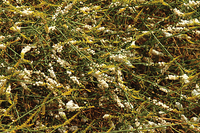 צילום: מיכל סימוני-בלנק צילום: מיכל סימוני-בלנק