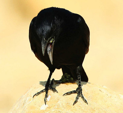 צילום: תומר רצבי צילום: תומר רצבי