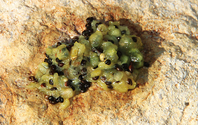 צילום: מיכל סימוני-בלנק צילום: מיכל סימוני-בלנק