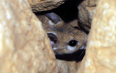 צילום: מיכל סימוני-בלנק צילום: מיכל סימוני-בלנק