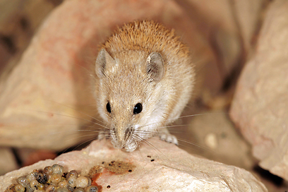 צילום: עמיר וינשטיין צילום: עמיר וינשטיין