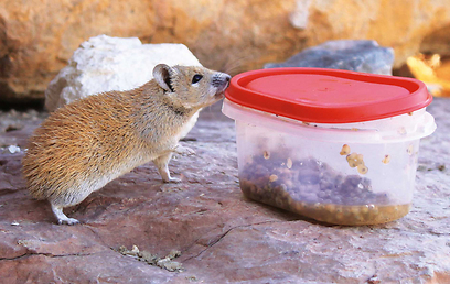 צילום: מיכל סימוני-בלנק צילום: מיכל סימוני-בלנק