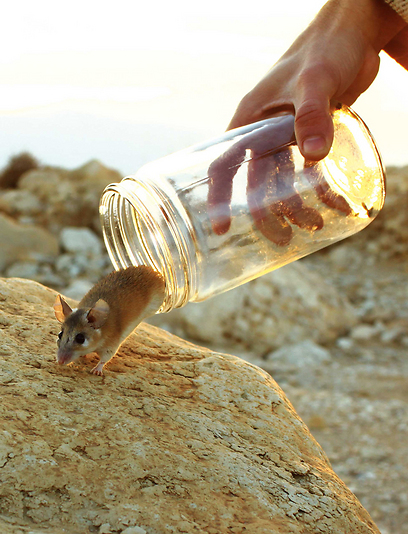 צילום: מיכל סימוני-בלנק צילום: מיכל סימוני-בלנק