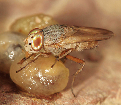 צילום: עמיר וינשטיין צילום: עמיר וינשטיין