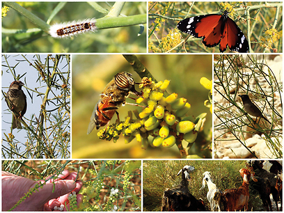 צילום: מיכל סימוני-בלנק