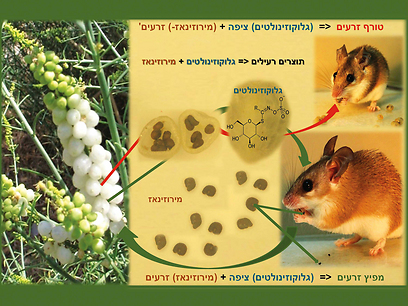 צילום: מיכל סימוני-בלנק צילום: מיכל סימוני-בלנק