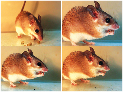 צילום: מיכל סימוני-בלנק צילום: מיכל סימוני-בלנק