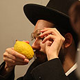 'Etrog treated not as a fruit but as a diamond' 