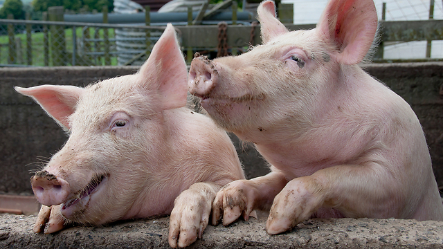 לזן השפעת העיקרי באוכלוסיית החזירים שנבדקה בשנת 2018 (צילום: shutterstock  ) (צילום: shutterstock  )