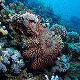 Crown-of-thorns starfish