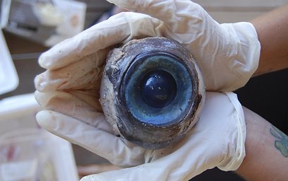 חוקרים מציגים את גלגל העין המנותק (צילום: רויטרס) (צילום: רויטרס)