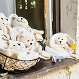 לתת חיבוק ולקחת מוצץ. שפנפנם