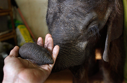 "מדהים עד כמה פילים הם רגישים" (צילום: AP) (צילום: AP)