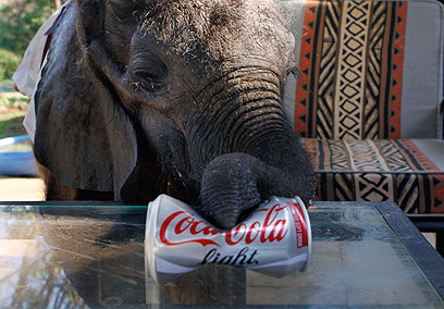 מוזס הפיל לופת פחית קוקה-קולה - דיאט. בכל זאת, 100 קילו (צילום: AP) (צילום: AP)