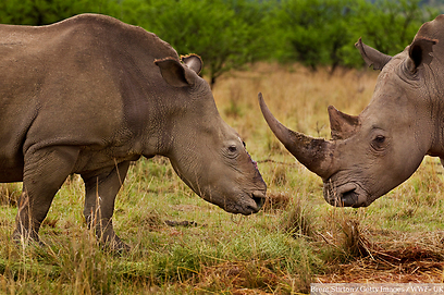 © Brent Stirton / Getty Images / WWF-UK