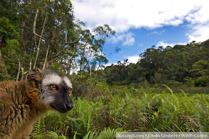 © naturepl.com / Edwin Giesbers / WWF-Canon