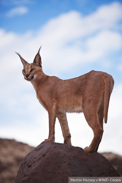 © Martin Harvey / WWF-Canon