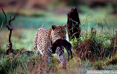 © Fritz Polking / WWF