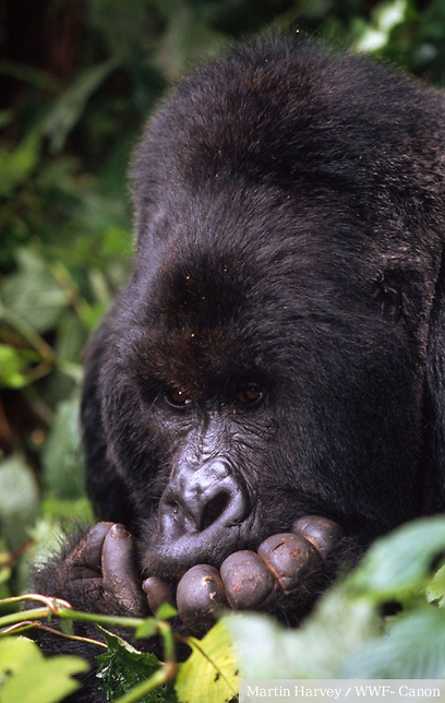 © Martin Harvey / WWF-Canon