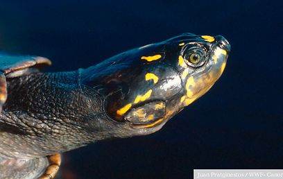 © Juan Pratginestos / WWF-Canon