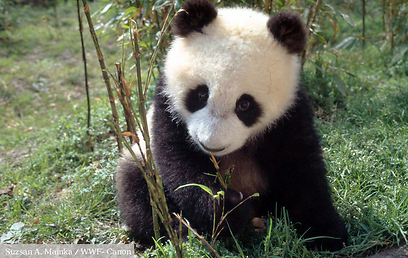  © Susan A. Mainka / WWF-Canon