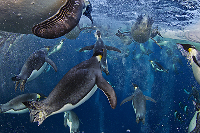 צילום: Paul Nicklen / Veolia Environnement Wildlife 2012