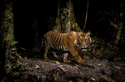 צילום: Steve Winter / Veolia Environnement Wildlife 2012