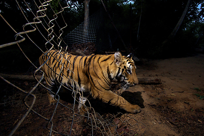 צילום: Steve Winter / Veolia Environnement Wildlife 2012